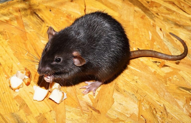 How Do Weather Conditions Affect Rodent Behaviour and Infestations?