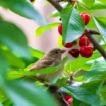 How to Choose the Right Bird Pest Control Service for Residential and Commercial Needs in Brisbane