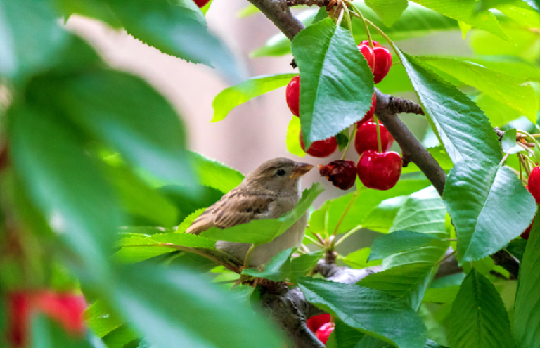 How to Choose the Right Bird Pest Control Service for Residential and Commercial Needs in Brisbane